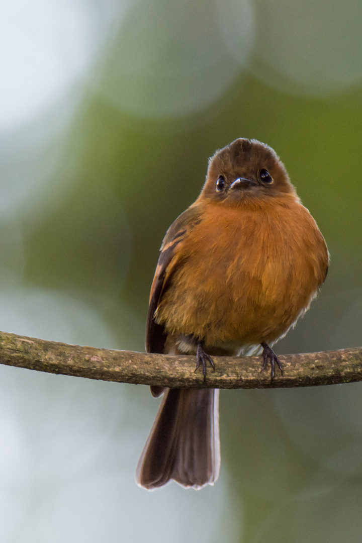 Zimttyrann (Pyrrhomyias cinnamomeus), Tandayapa , Ecuador