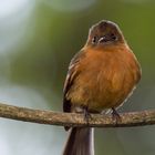 Zimttyrann (Pyrrhomyias cinnamomeus), Tandayapa , Ecuador