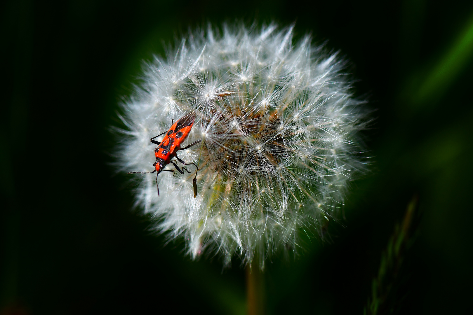 Zimtwanze auf Pusteblume