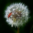 Zimtwanze auf Pusteblume