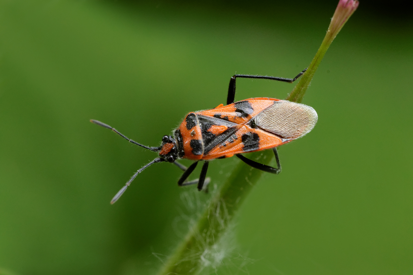 Zimtwanze (Corizus hyoscyami)