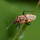 Zimtwanze (Corizus hyoscyami)