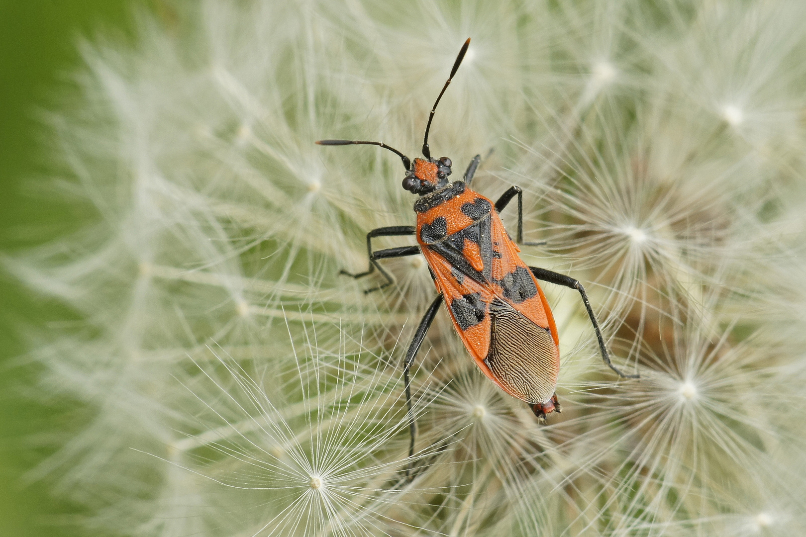 Zimtwanze (Corizus hyoscyami)