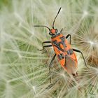 Zimtwanze (Corizus hyoscyami)