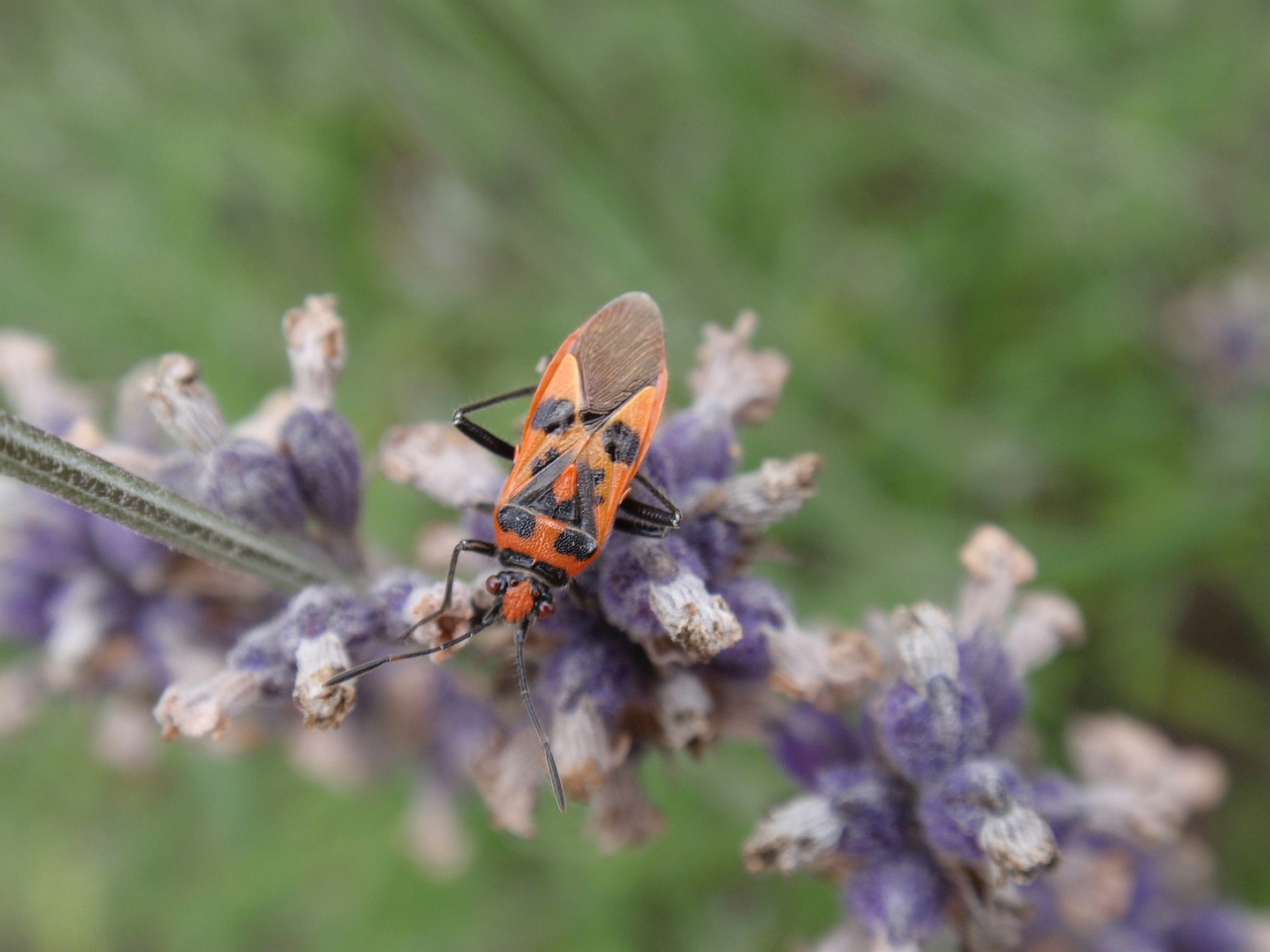 Zimtwanze (Corizus hyoscyami)