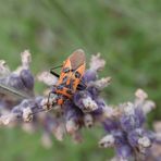 Zimtwanze (Corizus hyoscyami)