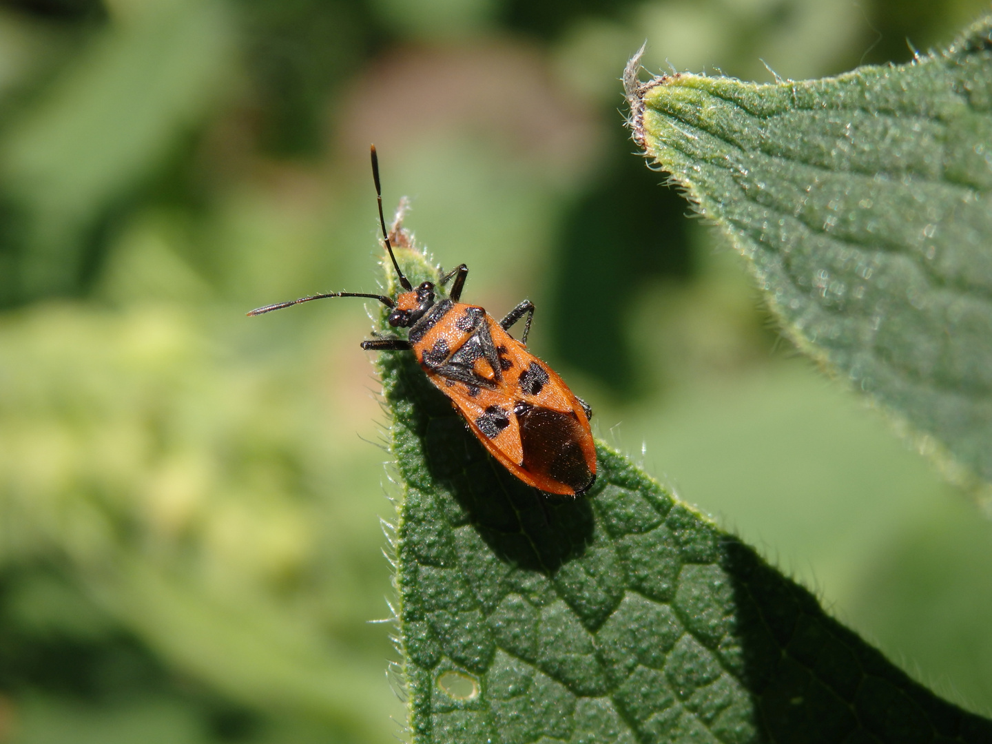 Zimtwanze (Corizus hyoscyami) auf Beinwell