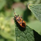 Zimtwanze (Corizus hyoscyami) auf Beinwell