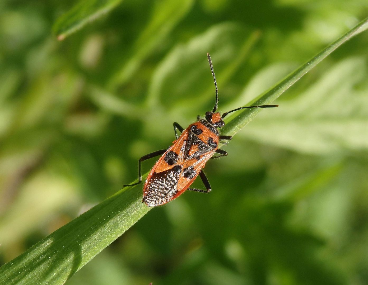 Zimtwanze (Corizus hyoscyami) auf einem Grashalm