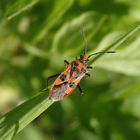 Zimtwanze (Corizus hyoscyami) auf einem Grashalm