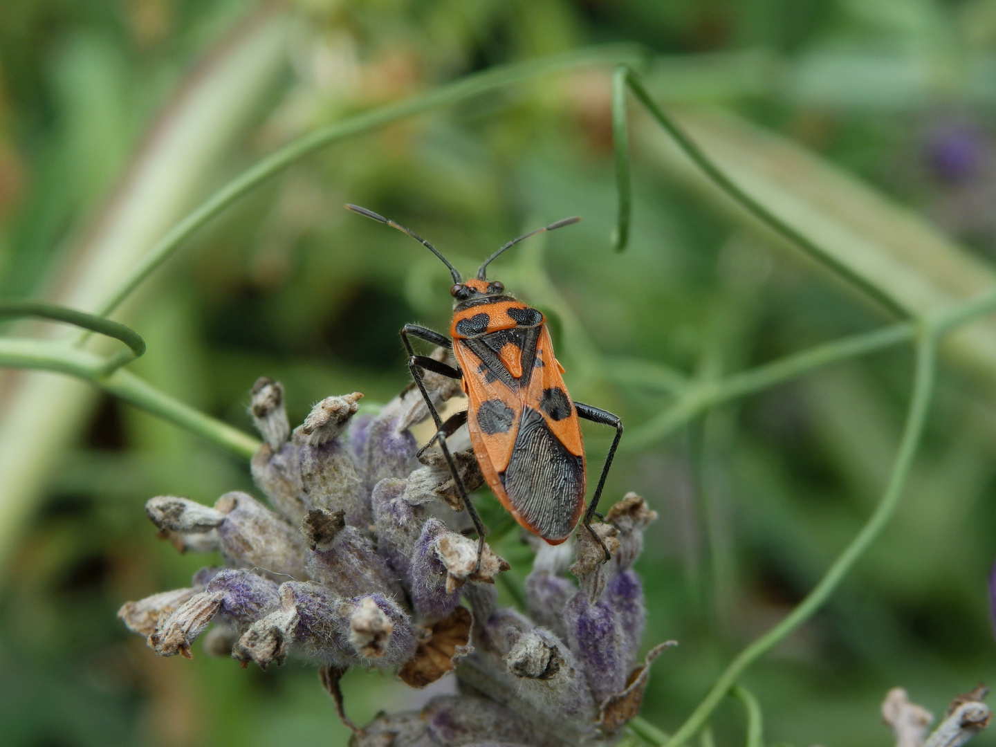 Zimtwanze (Corizus hyoscyami) auf Lavendel