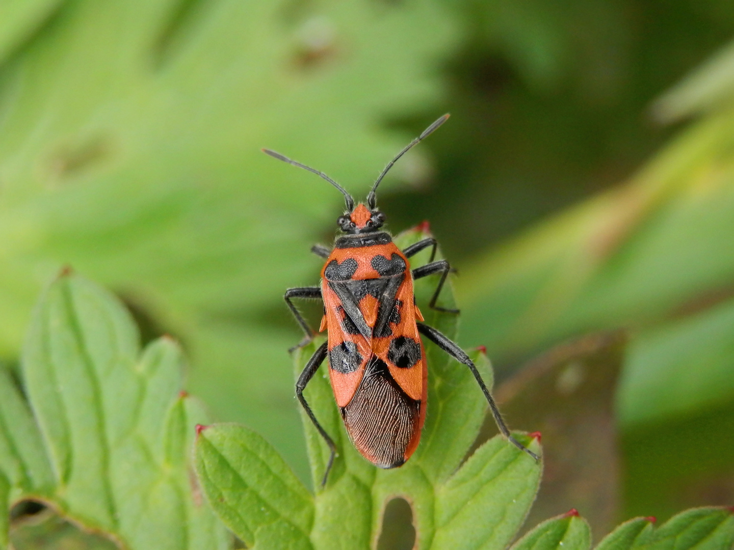 Zimtwanze (Corizus hyoscyami) auf Storchschnabel