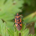 Zimtwanze (Corizus hyoscyami) auf Storchschnabel