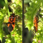 Zimtwanze (Corizus hyoscyami), Bestimmung korrigiert von Frank Marquard