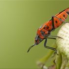 Zimtwanze (Corizus hyoscyami)