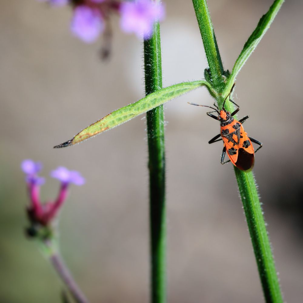 Zimtwanze (Corizus hyoscyami), cinnamon bug