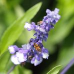 Zimtwanze (Corizus hyoscyami)