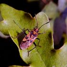 Zimtwanze (Corizus hyoscyami) im Abendlicht