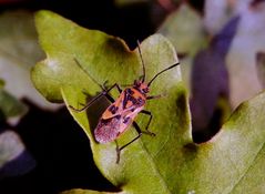 Zimtwanze (Corizus hyoscyami) im Abendlicht