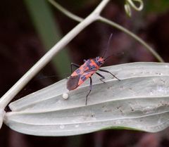 Zimtwanze (Corizus hyoscyami) im Juli