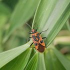 Zimtwanze (Corizus hyoscyami) - Sie ist auch dieses Jahr wieder da