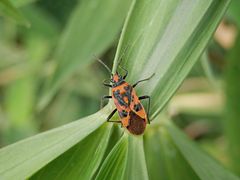 Zimtwanze (Corizus hyoscyami) - Sie ist auch dieses Jahr wieder da