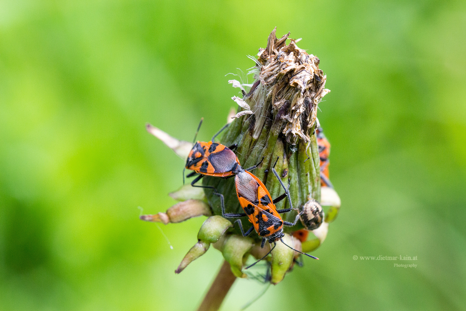 Zimtwanze Corizus_hyoscyami