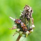 Zimtwanze Corizus_hyoscyami