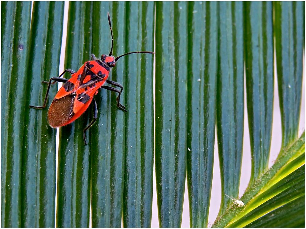 Zimtwanze - Glasflügelwanze (Corizus hyoscyami)