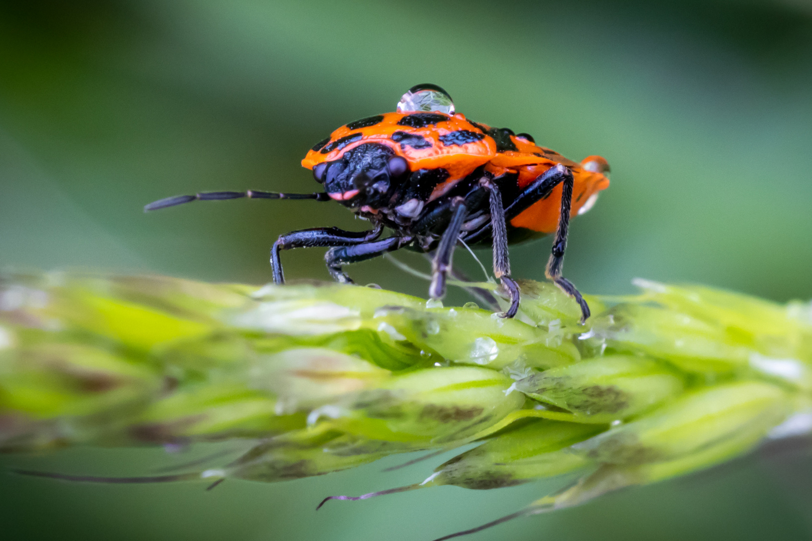 Zimtwanze trägt Wassertropfen