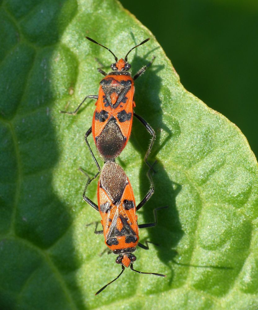 Zimtwanzen (Corizus hyoscyami) bei der Paarung