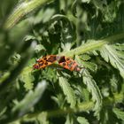 Zimtwanzen (Corizus hyoscyami) bei der Paarung