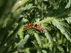 Zimtwanzen (Corizus hyoscyami) bei der Paarung