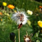 Zimtwanzen (Corizus hyoscyami) inflagranti erwischt