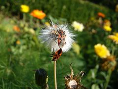 Zimtwanzen (Corizus hyoscyami) inflagranti erwischt