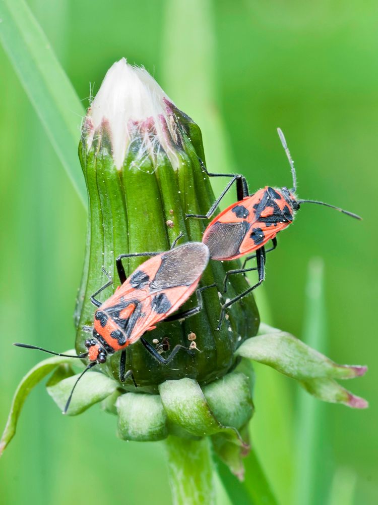 Zimtwanzenpaar (Corizus hyoscyami)