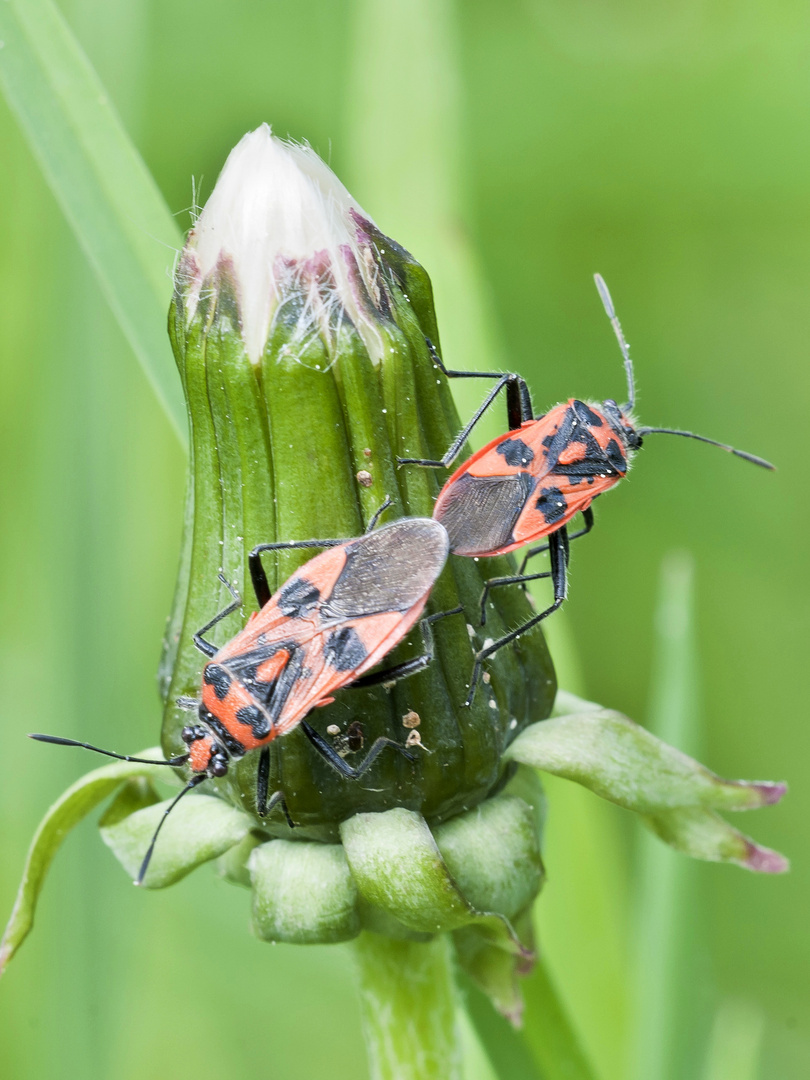 Zimtwanzenpaar (Corizus hyoscyami)