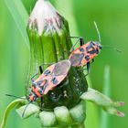 Zimtwanzenpaar (Corizus hyoscyami)