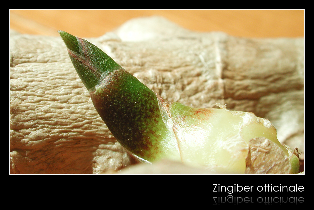 Zingiber officinale