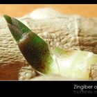 Zingiber officinale