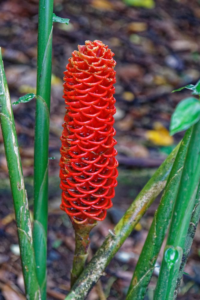 Zingiber zerumbet Foto & Bild north america, central america