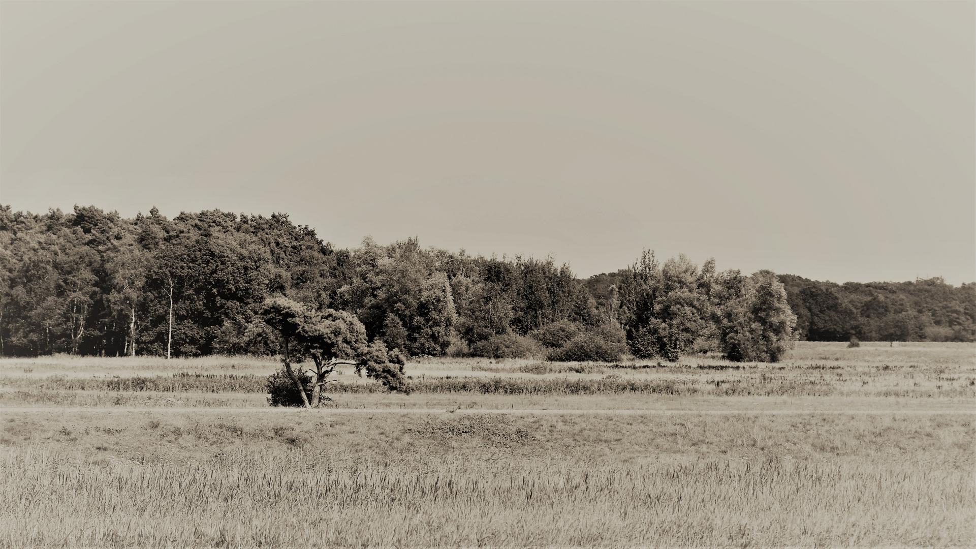 Zingst