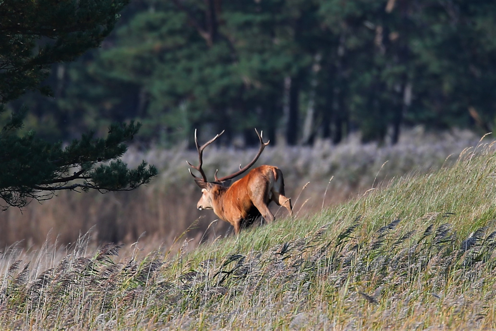 Zingst