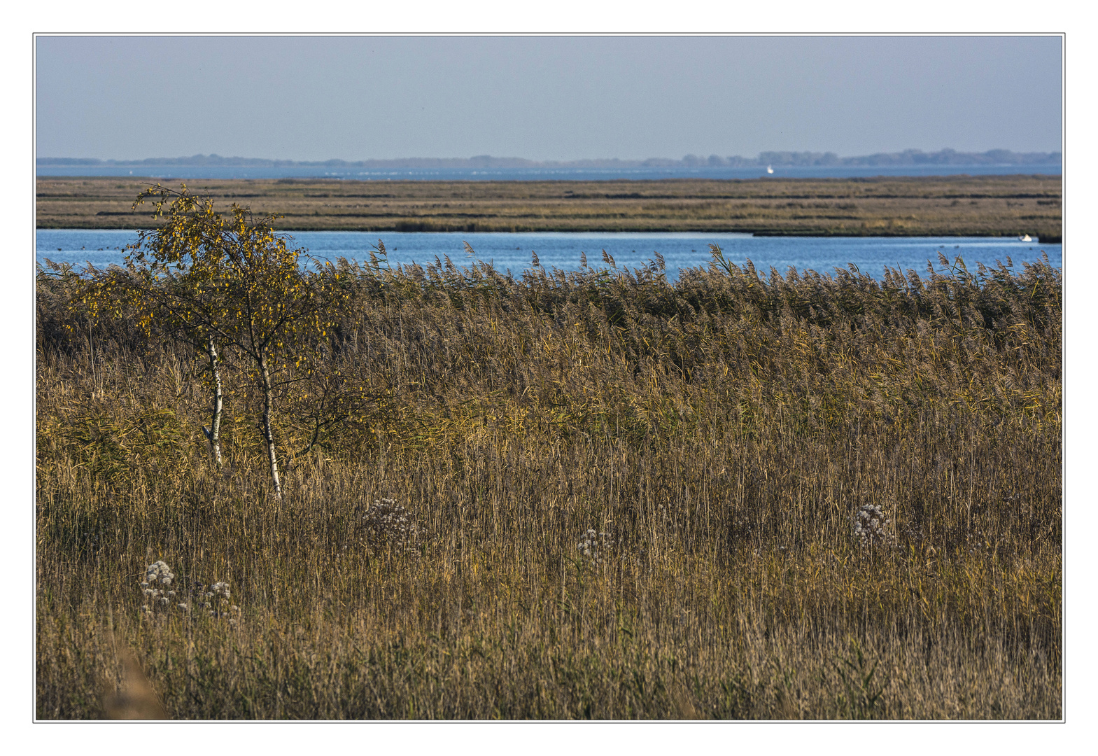 Zingst - Birken im Schilf