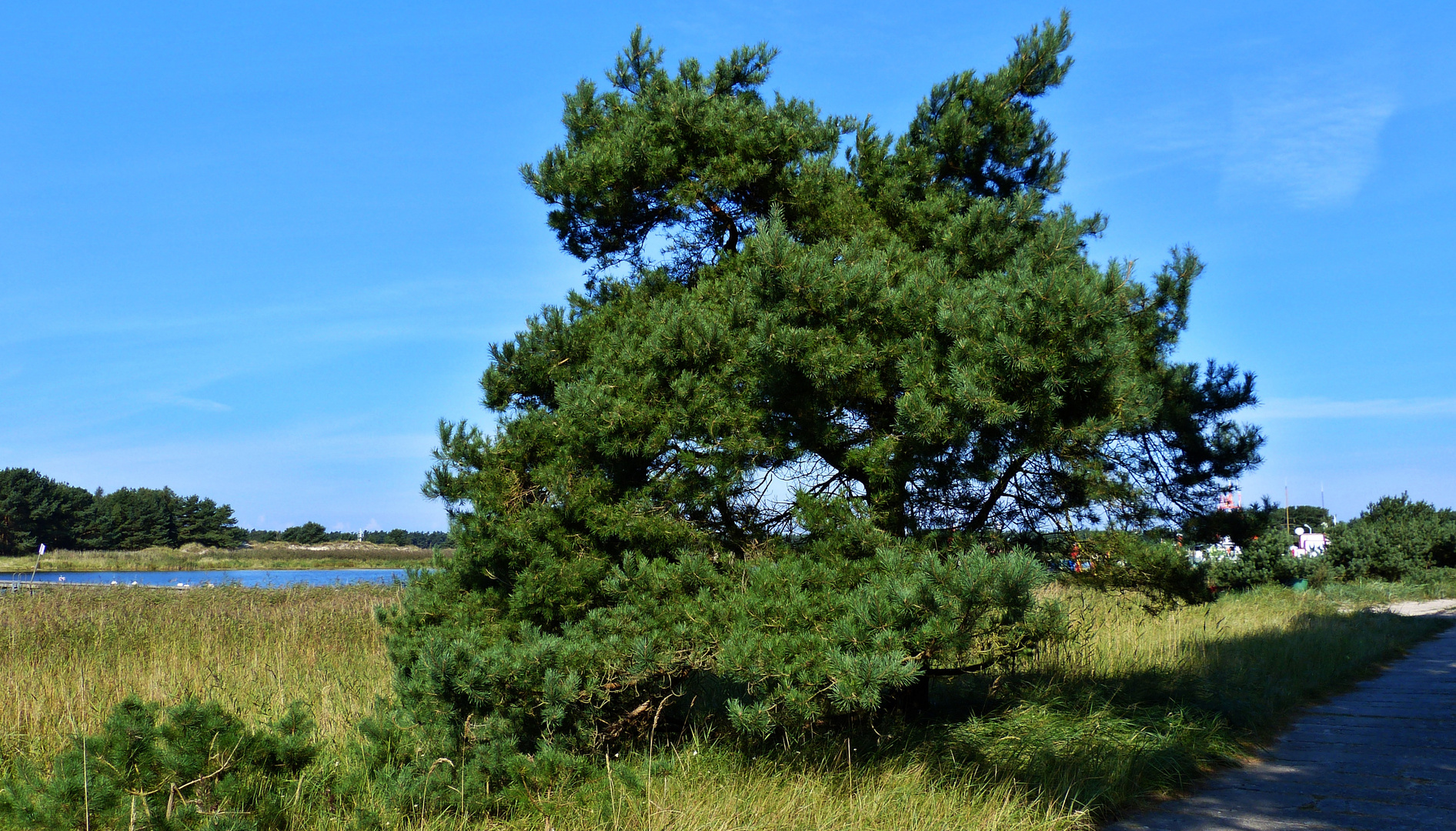 Zingst Darß 37