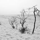 Zingst - Impressionen 2