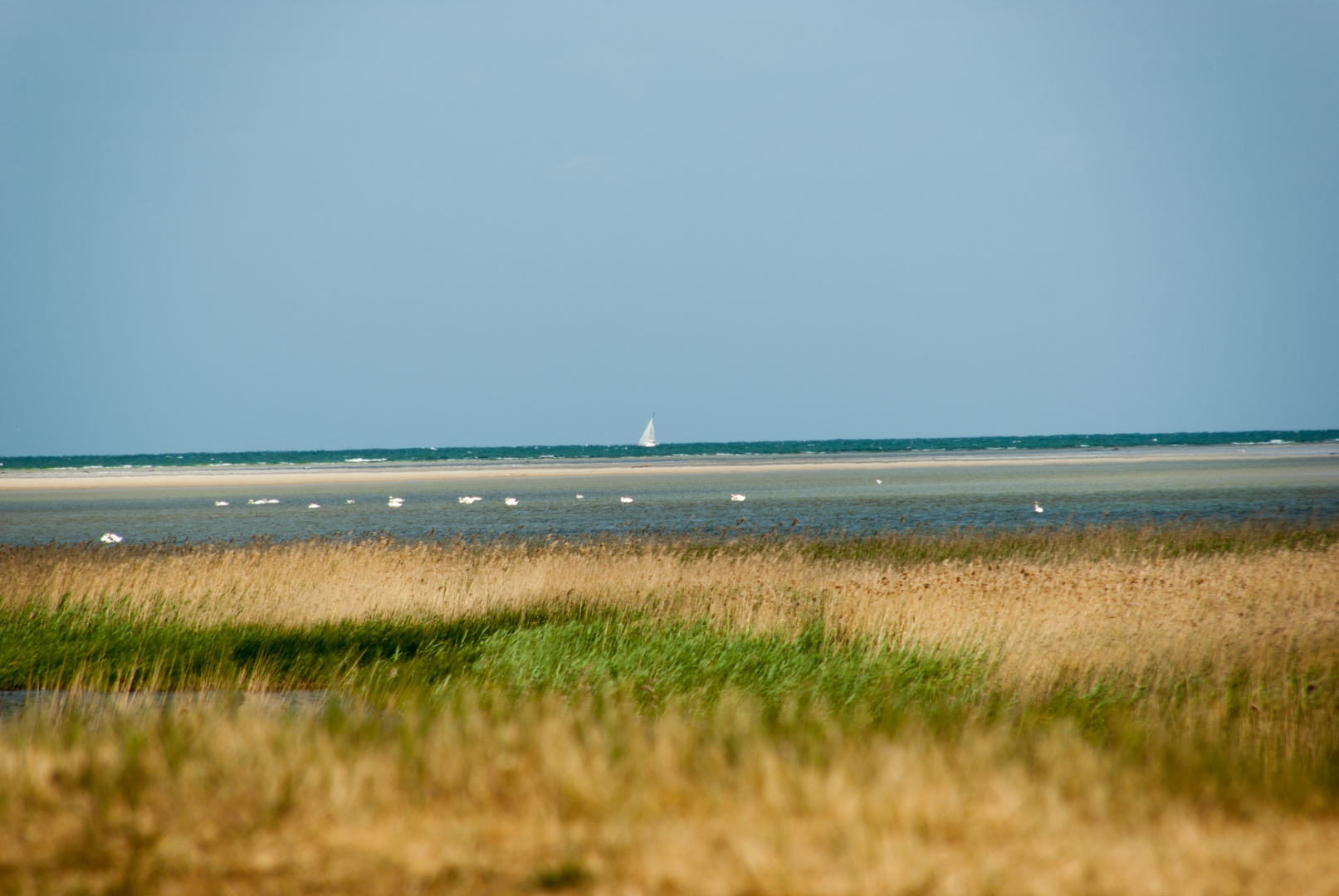 Zingst Naturschutzgebiet