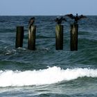 Zingst Ostsee. Lauerstellungen