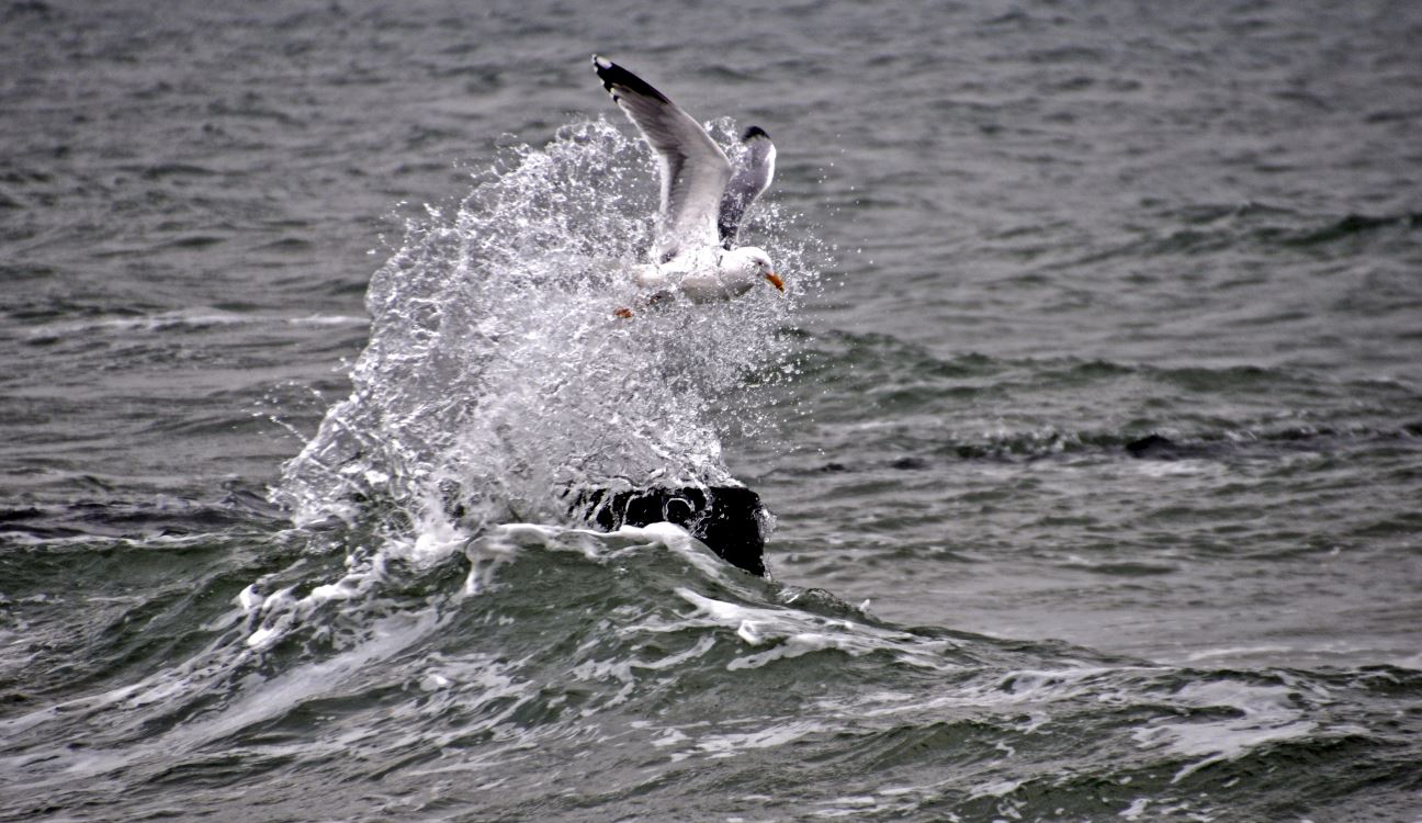 Zingst -Wasser Wellen Vögel