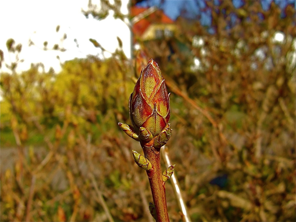 Zingster Frühling